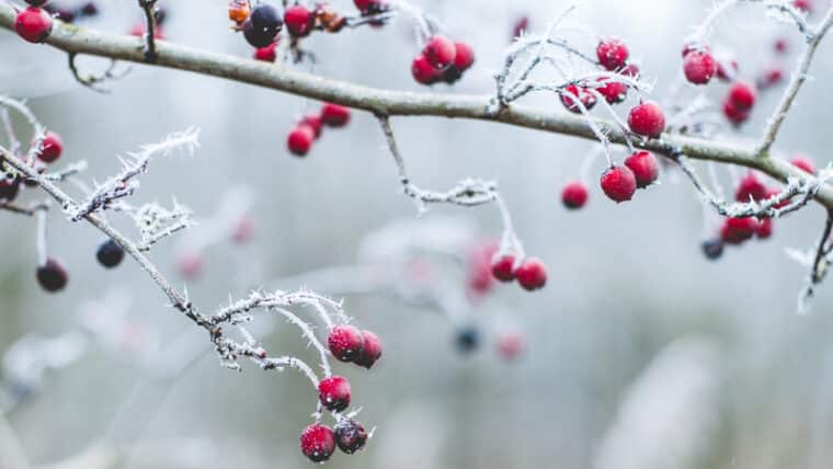 Feiten en fabels over kou. Wat helpt wel of juist niet?